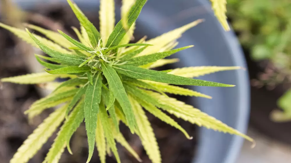 bladproblemen cannabisplant