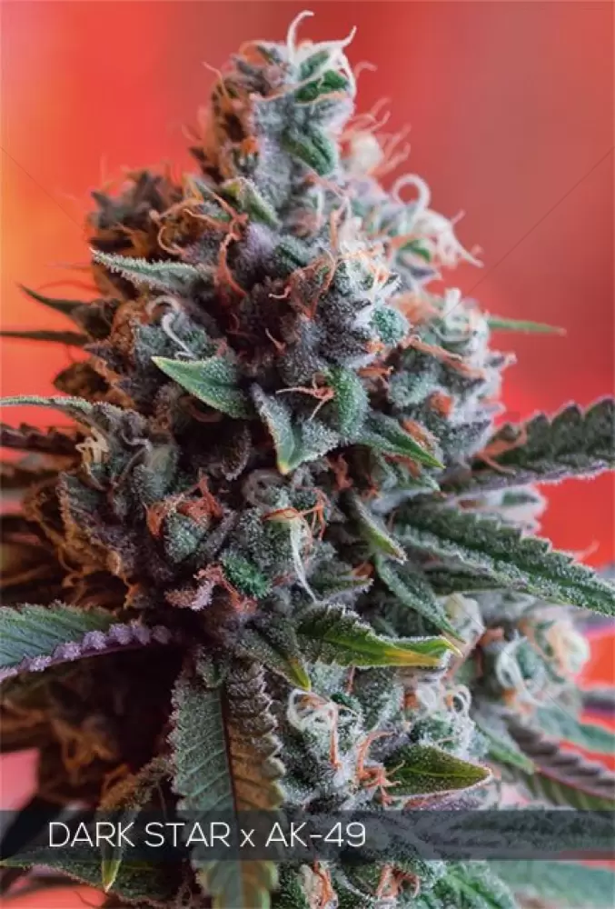 Dark Star x AK-49 (Vision Seeds) femminilizzata