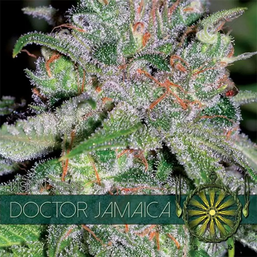 Doctor Jamaica (Vision Seeds) femminizzata