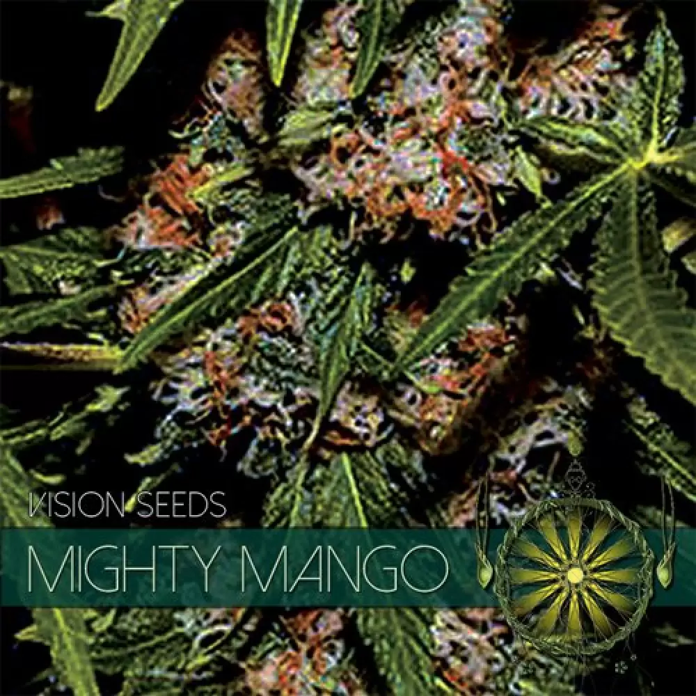 Mighty Mango Bud (Vision Seeds) femminilizzata