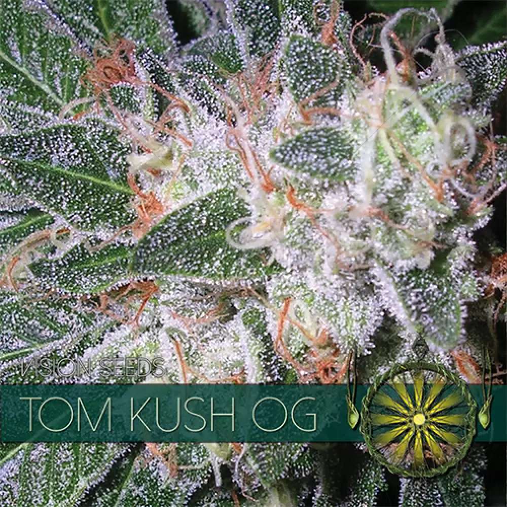 Tom Kush OG (Vision Seeds) femminizzata