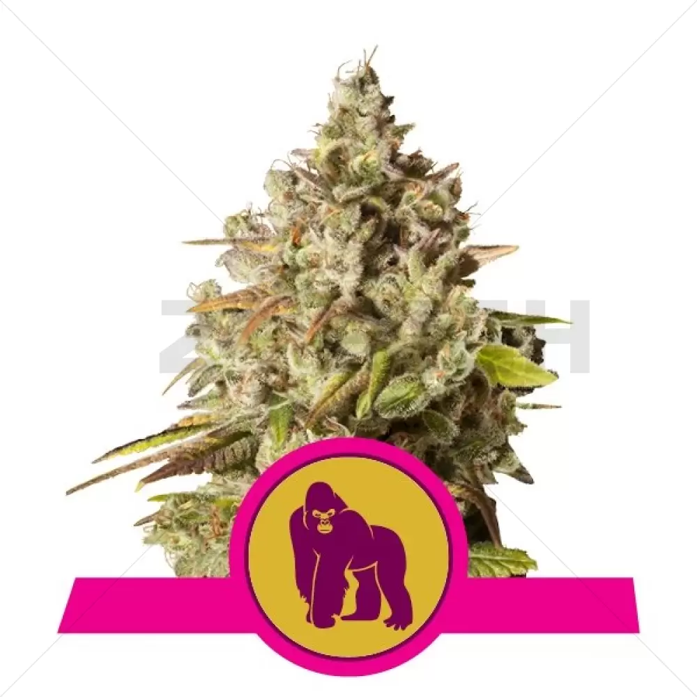 Royal Gorilla - Royal Queen Seeds