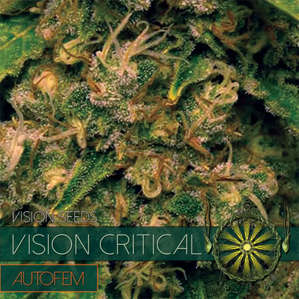 Vision Critical Auto (Vision Seeds) femminizzata