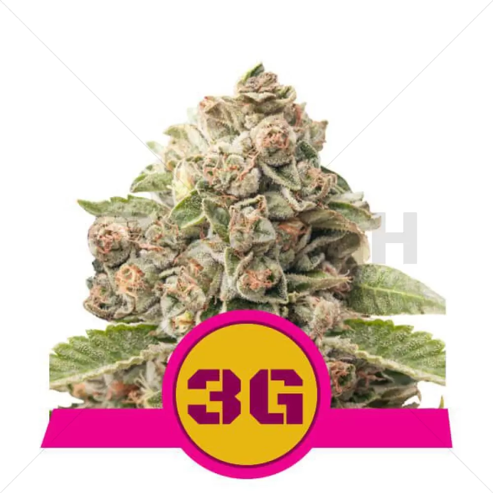 Triple G femminizzata - Royal Queen Seeds - 3 semi