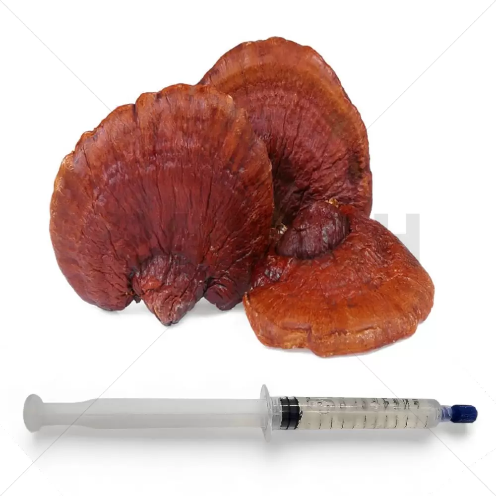 Reishi rosso (Ganoderma lucidum) Siringa di coltura liquida - 20 ML