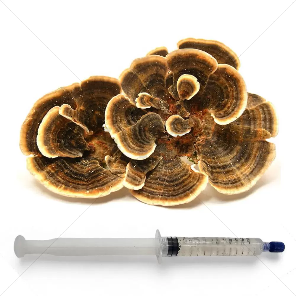 Coda di tacchino (Trametes versicolor) Siringa per coltura liquida - 20 ML