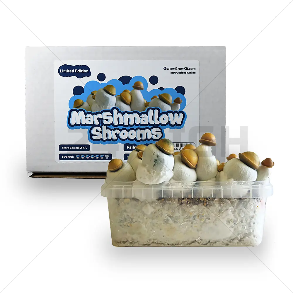 Kit di coltivazione per funghi Marshmallow Shrooms