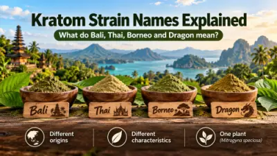 Spiegazione dei nomi del kratom: cosa significano Bali, Thai, Borneo e Dragon?