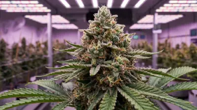Guida alla fioritura della cannabis: ciclo di luce 12/12, fasi, consigli e problemi comuni